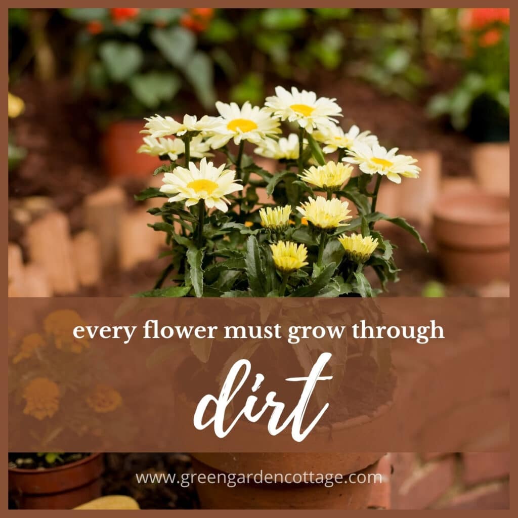 Every flower must grow through dirt quote.  Daisy flowers in a pot behind quote text. 