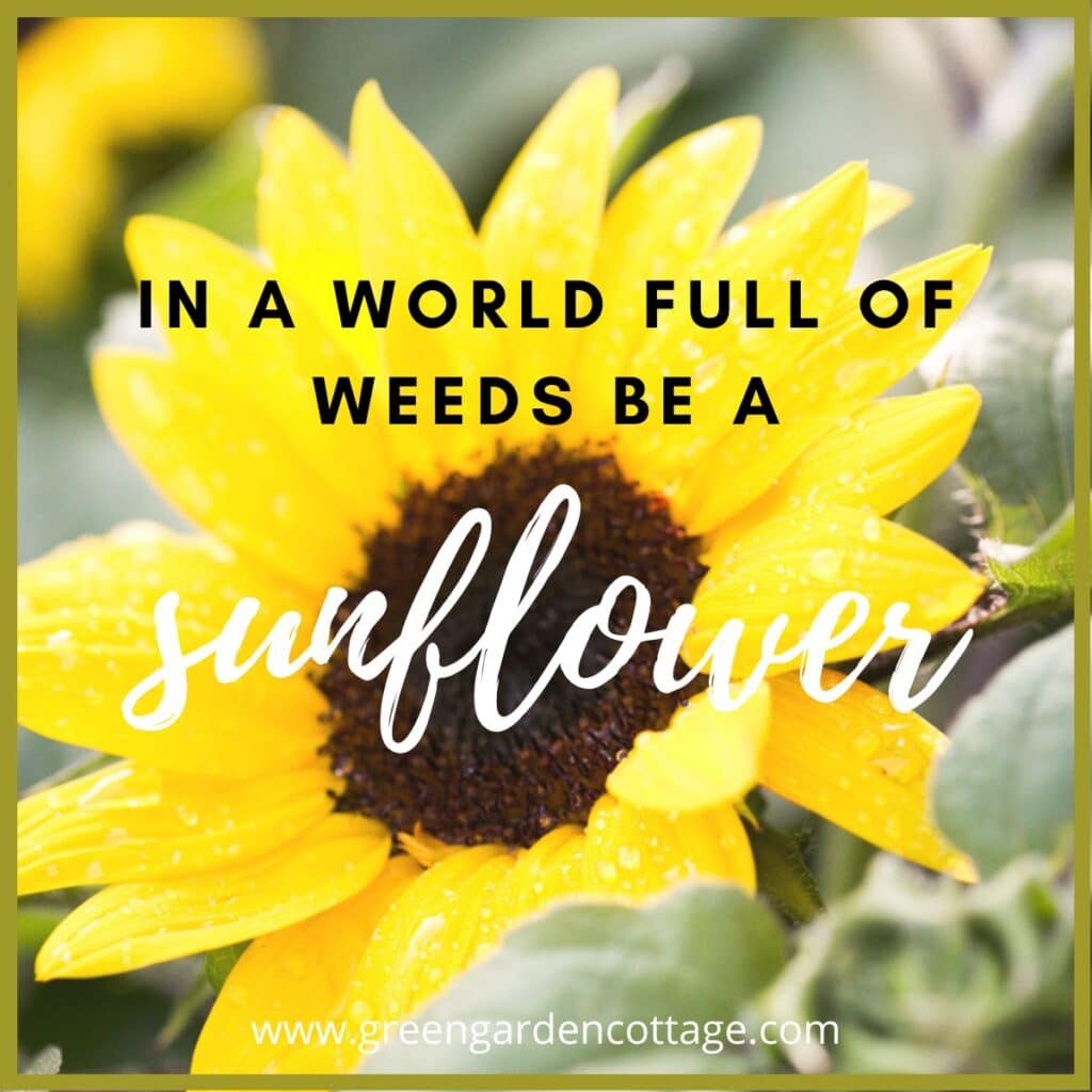  Quote with sunflower photo behind text.  In a world full of weeds be a sunflower. 