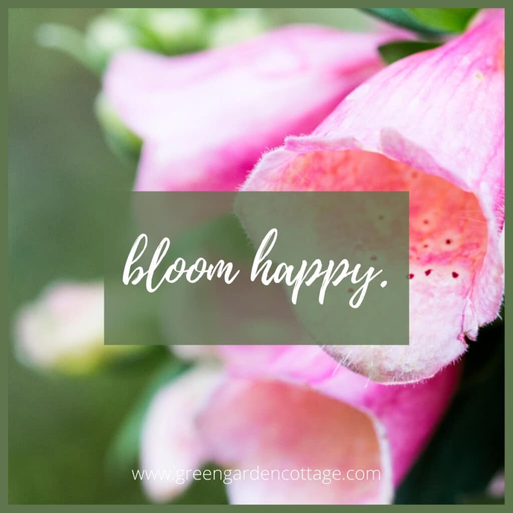 Bloom happy flower quote.  Quote text is written over a photo of a pink flower. 