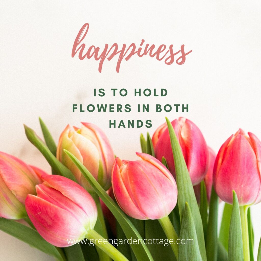 Japenese proverb which says happiness is to hold flowers in both hands. Behind quote text are pink tulips. 