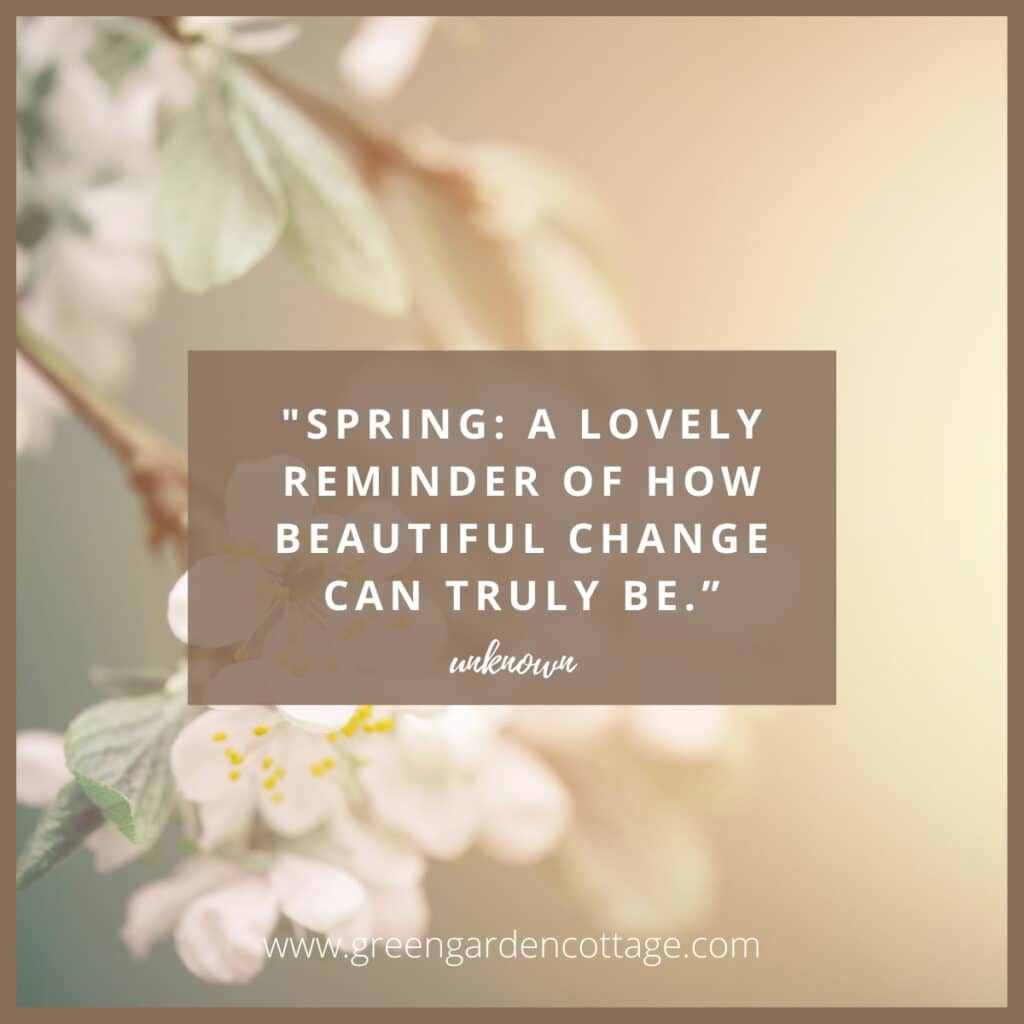 Quote with cherry blossom photo behind it which reads Spring is A lovely reminder of how beautiful change can truly be.  