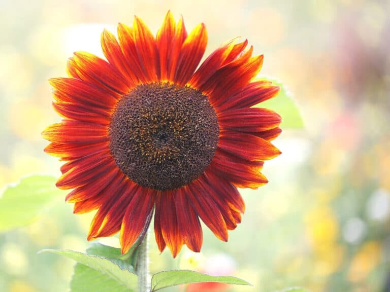 Red Sunflowers The Best Growing Guide Green Garden Cottage