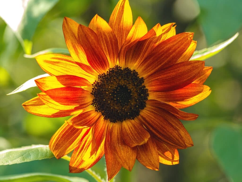 red and orange sunflower 