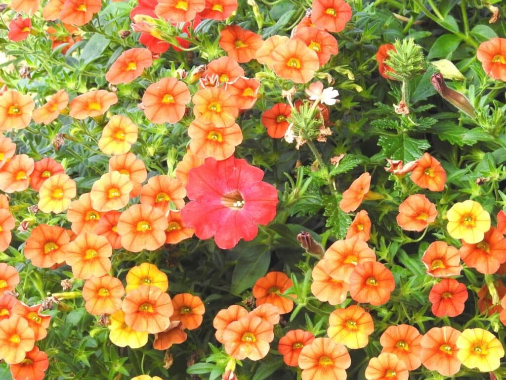 orange and yellow calibrachoa