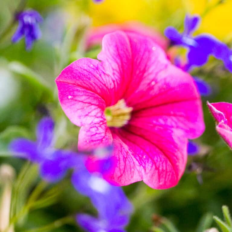 Gorgeous Annuals for Full Sun