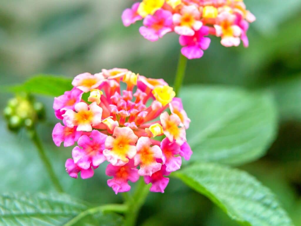 brightly colored lantana is a full sun annual and comes in a variety of colors