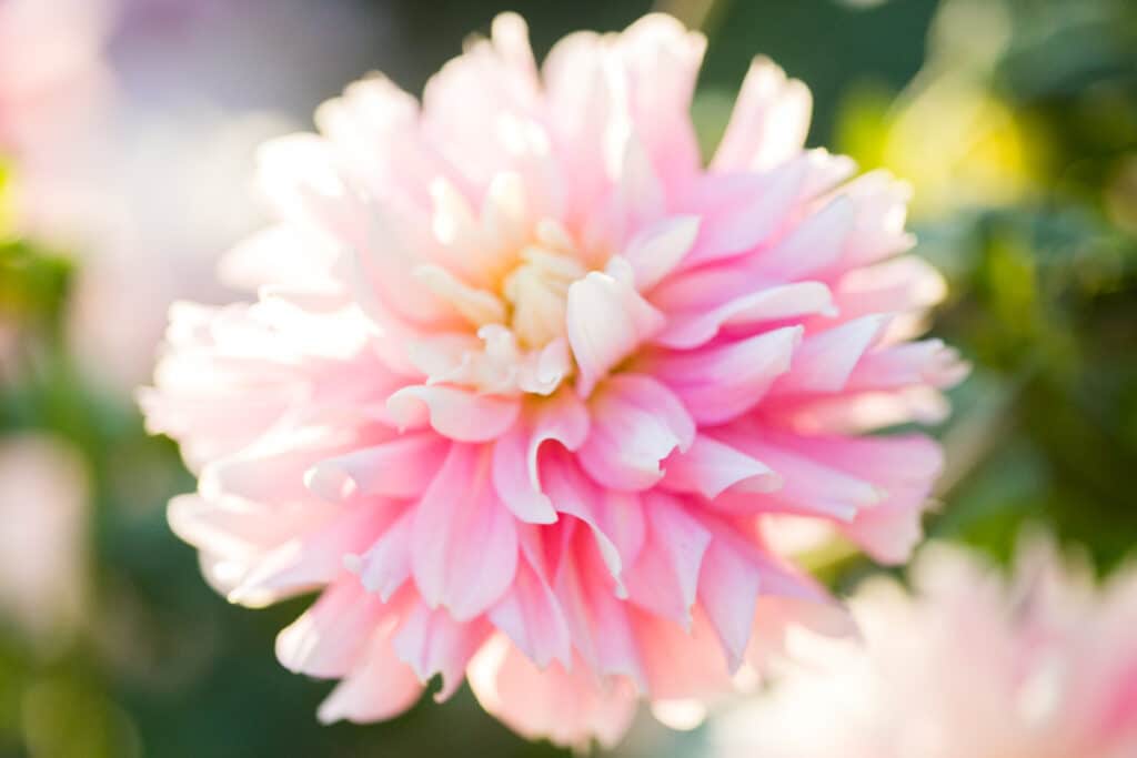 soft pink dahlia