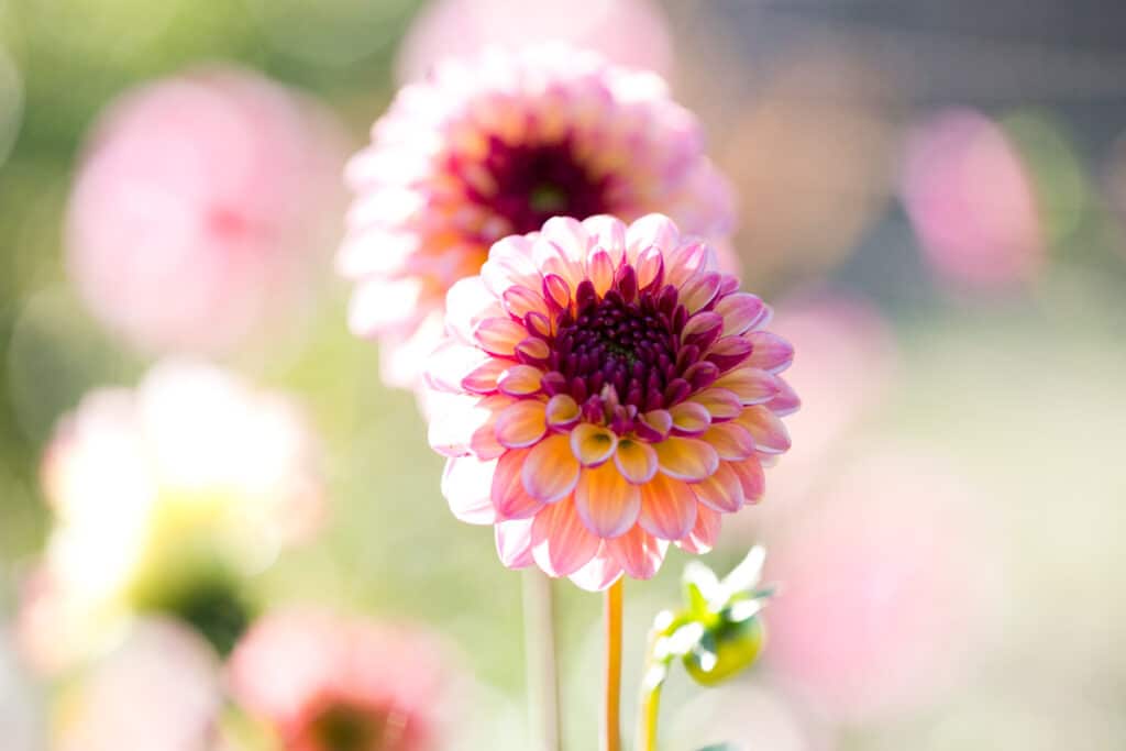 up close photo of red and pink dahlia 