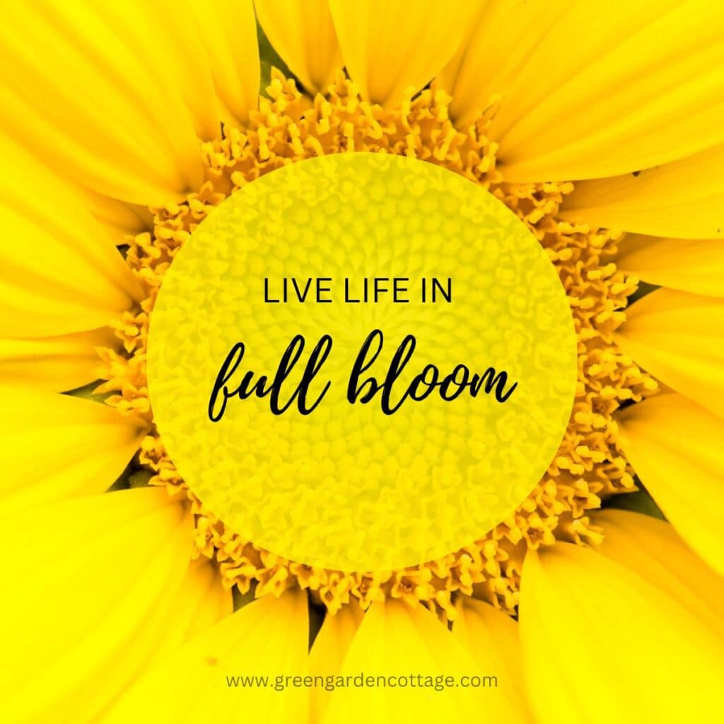 Flower quote with yellow sunflower behind quote text. Quote says live life in full bloom. 