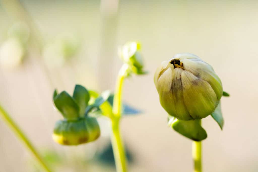 up close photo of spent dahlia flower bud with rotting flower head