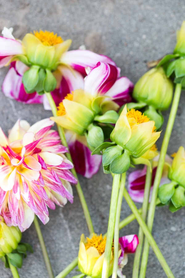 group of deadheaded dahlia flowers