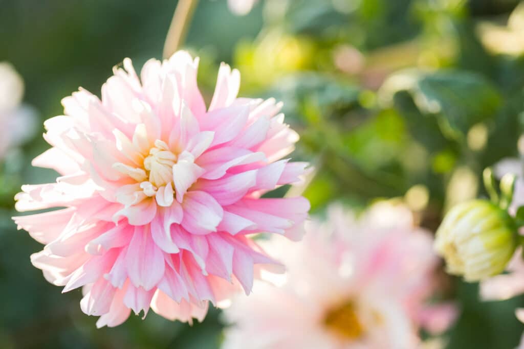 pink and white dahlia flower with additional dahlia flowers behind it