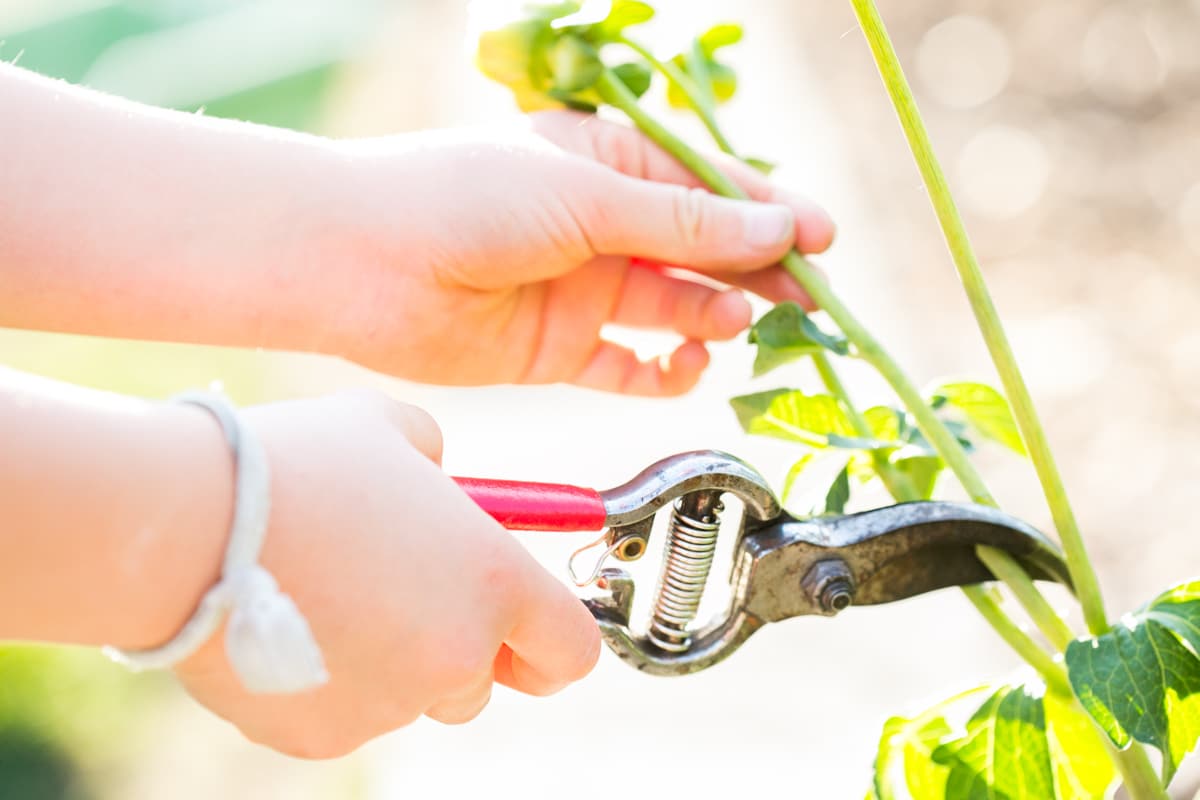 How To Start A Cut Flower Garden For Beginners (Step By Step Guide ...