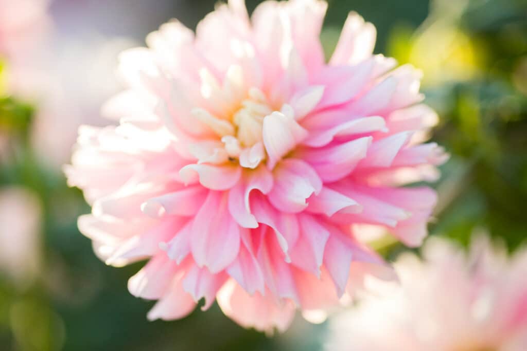 Up close photo of pink and white dahlia flower