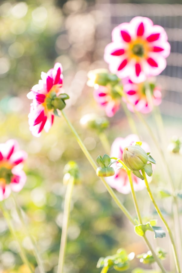 group of pink and white dahlias.  Some are still blooming, one has already bloomed and needs to be deadheaded. 