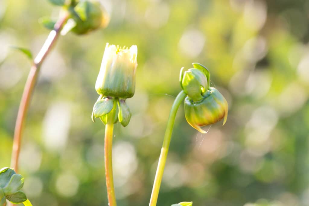 A dahlia flower that has already bloomed next to a new dahlia bud 