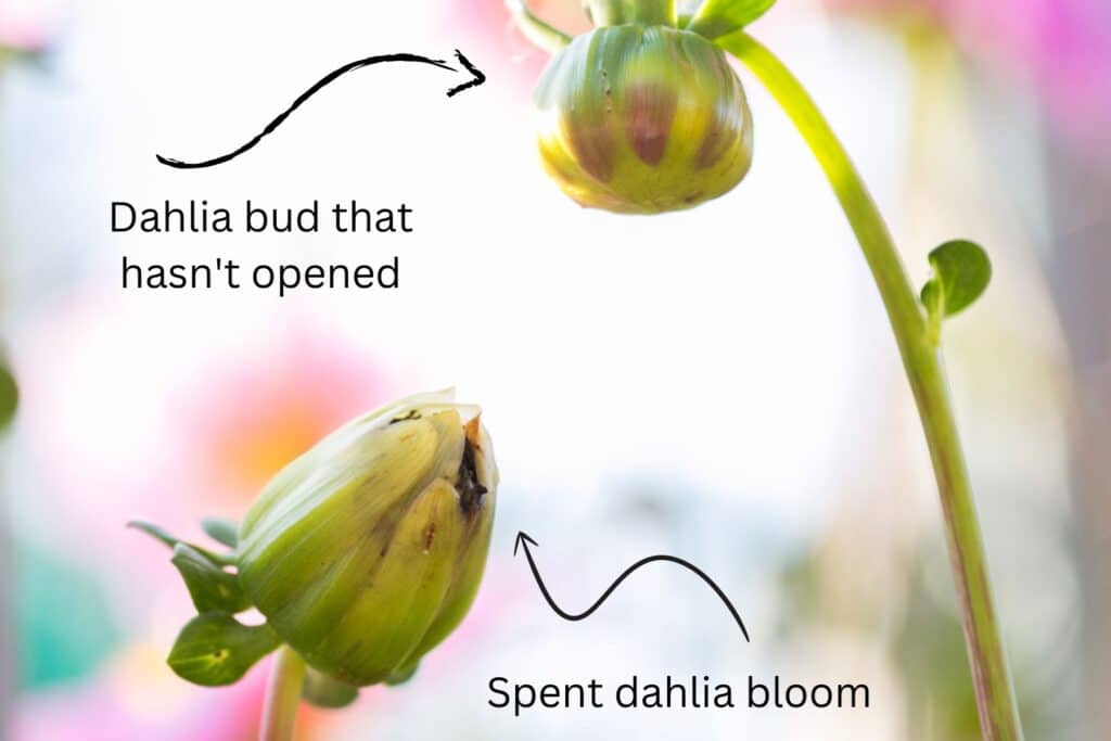 dahlia bud that hasn't bloomed next to spent dahlia bloom that needs to be deadheaded