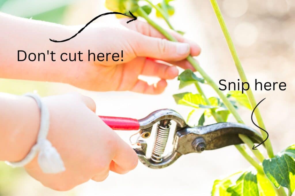 pair of flower clippers snipping a dahlia bud off at base of flower. 