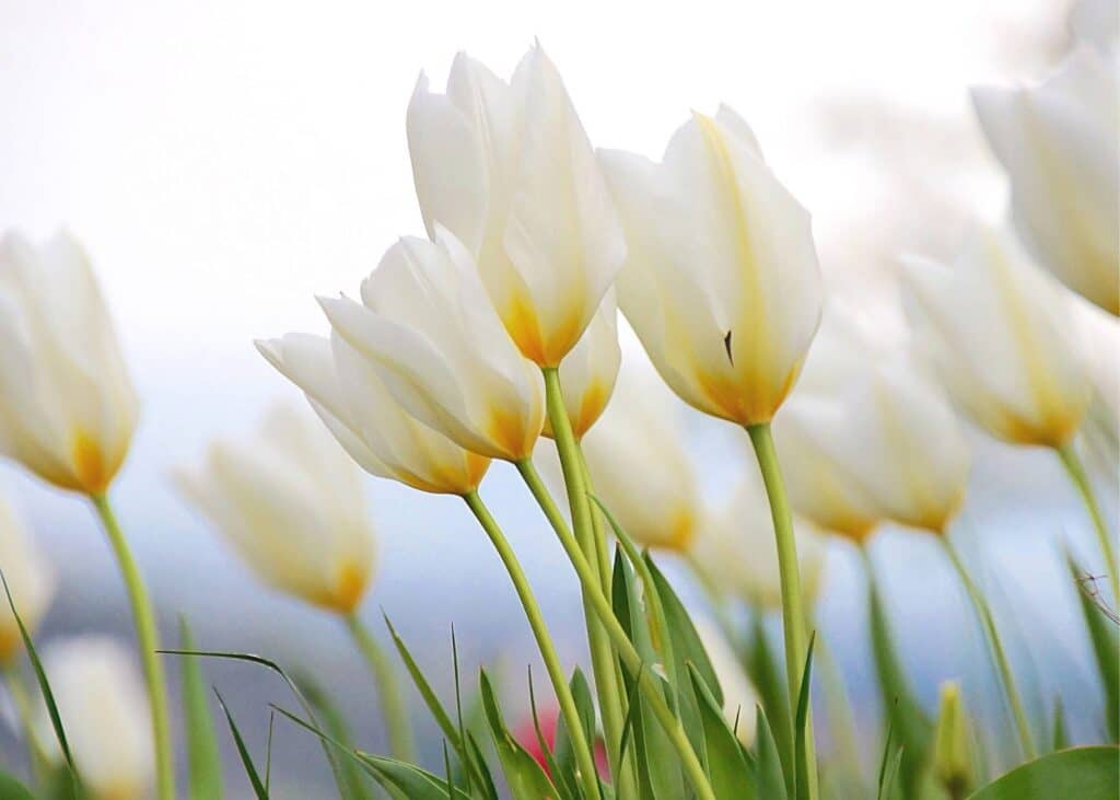 group of white tulips growing in a field in springtime 