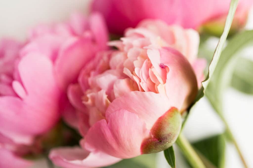 beautiful pink peony flowers 