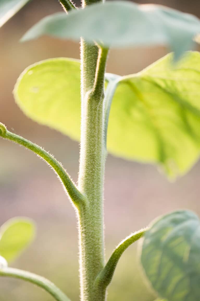 Parts Of A Sunflower (With Pictures) Green Garden Cottage