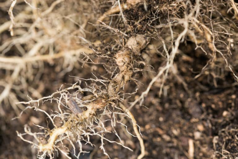 Parts Of A Sunflower (With Pictures) Green Garden Cottage