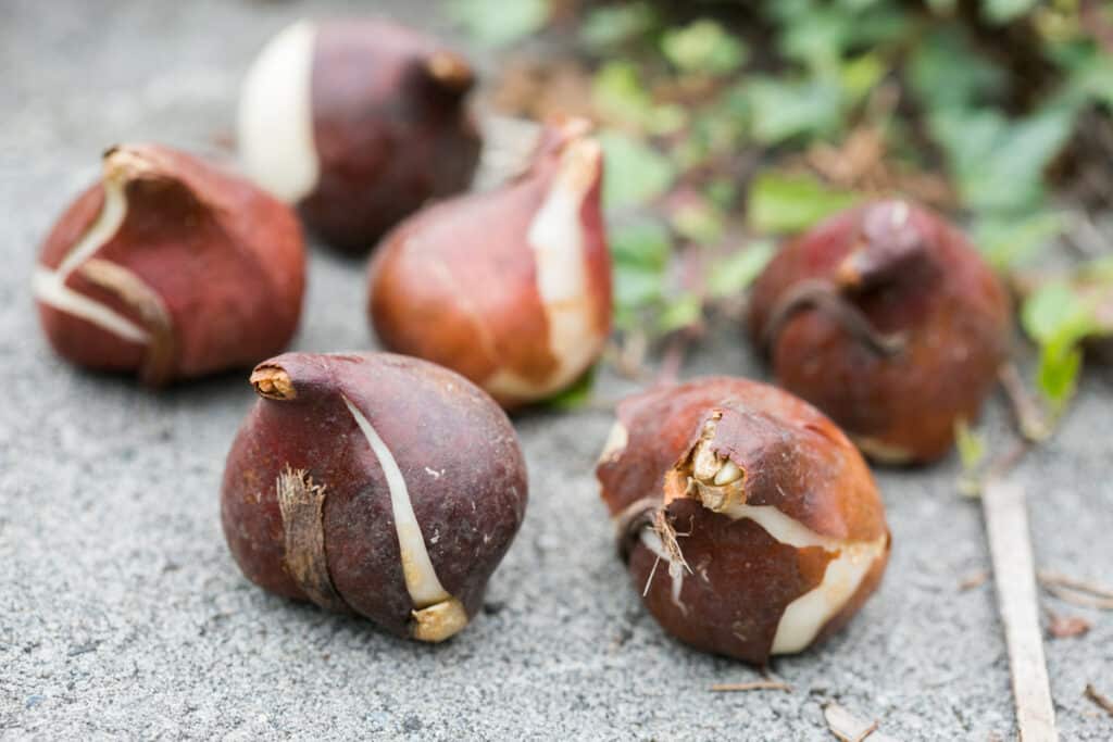 group of six tulip bulbs waiting to be planted in fall