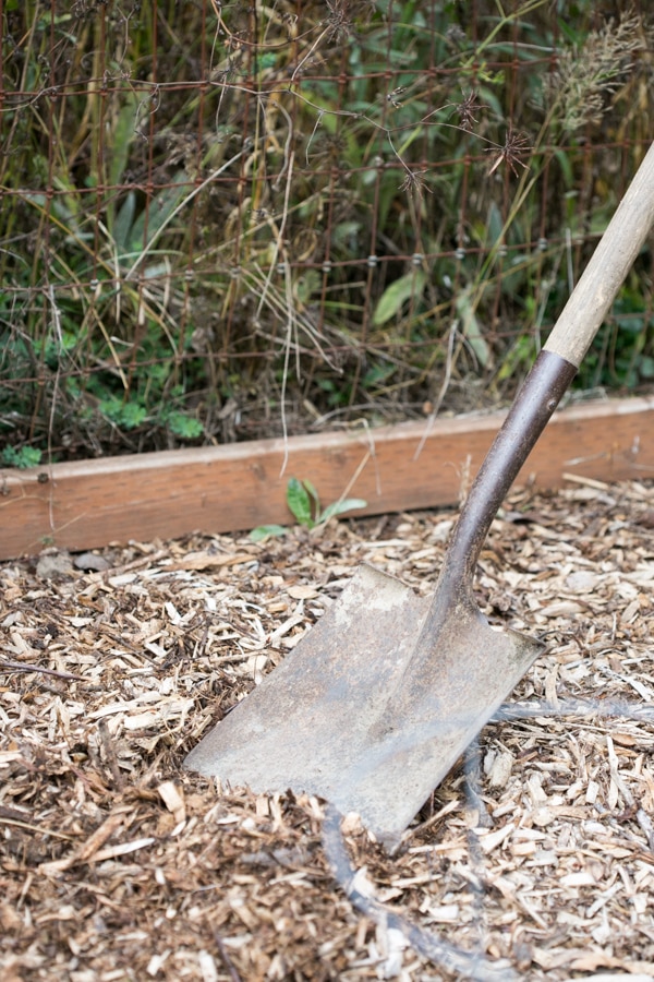 shovel digging dirt for tulip bulbs