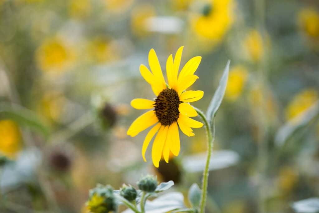 Wild Sunflower growing in a group of sunflowers