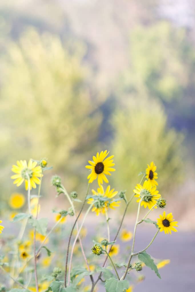 group of wild sunflowers growing alongside dirt