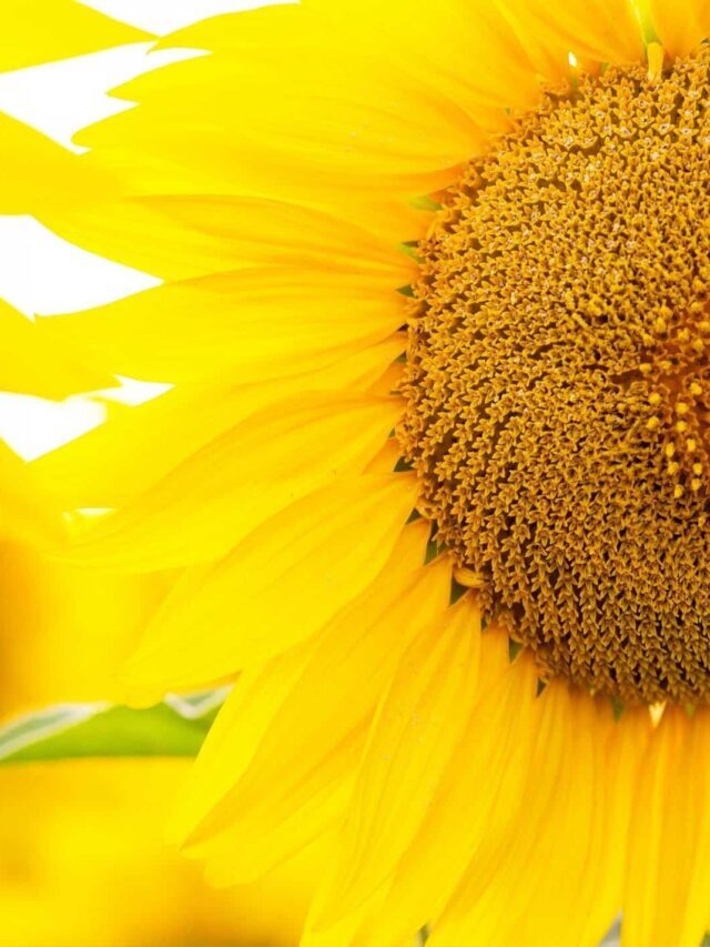 The Rich Meanings Of Sunflowers