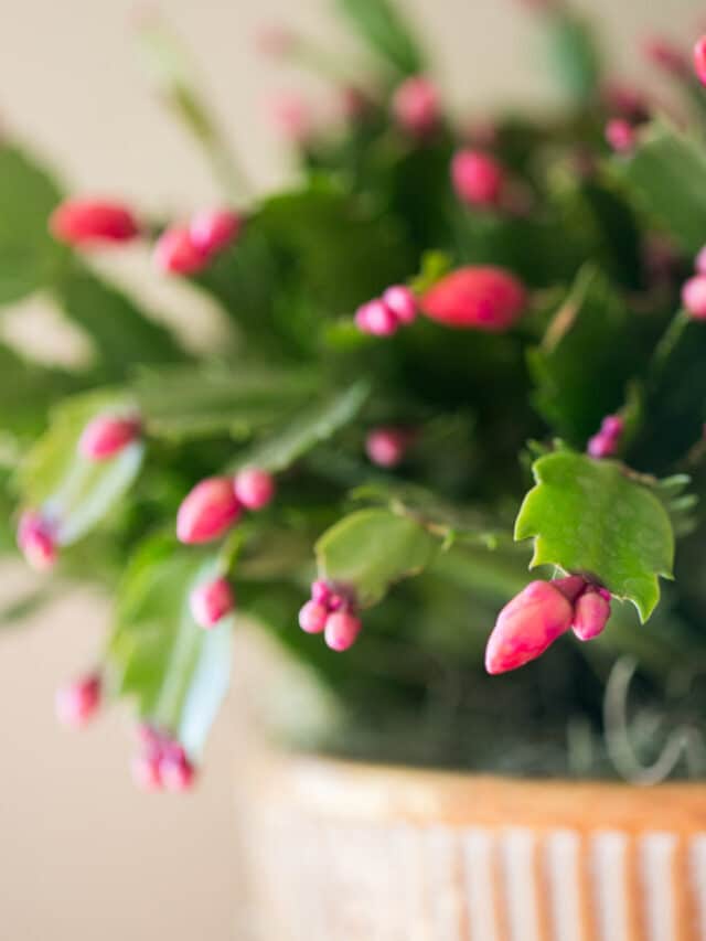 Thanksgiving Cactus Care