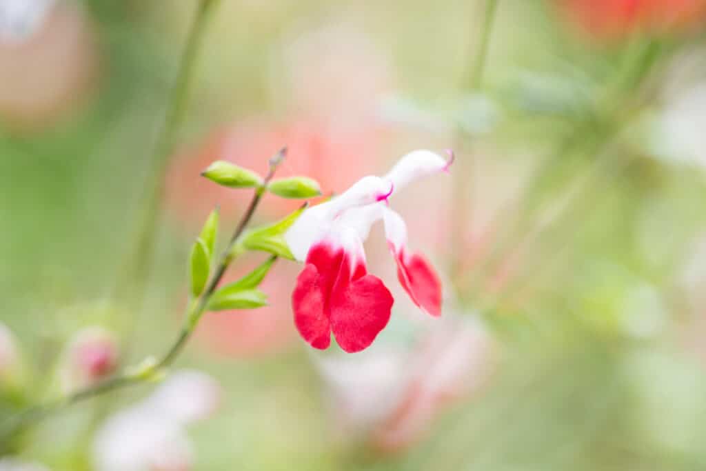 hot lips salvia with red and white flowers