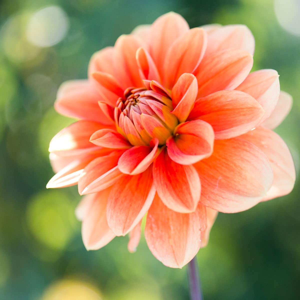 How To Grow And Care For Dahlia Flowers