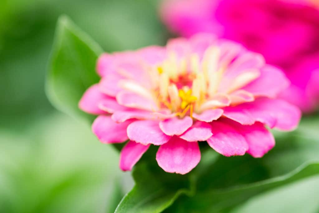 pink zinnia flower