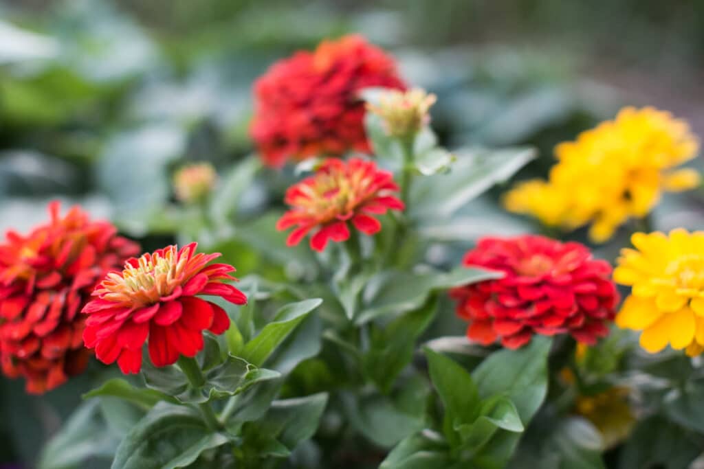 red and yellow zinnia flowers growing in a pot
