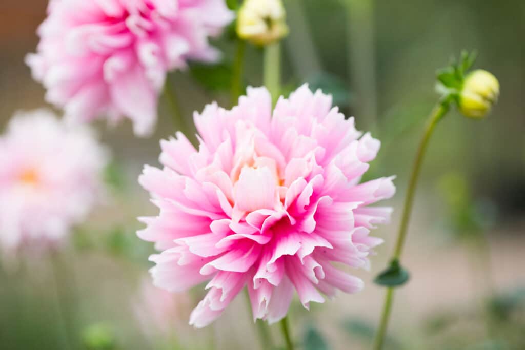 Blush pink dahlia flower