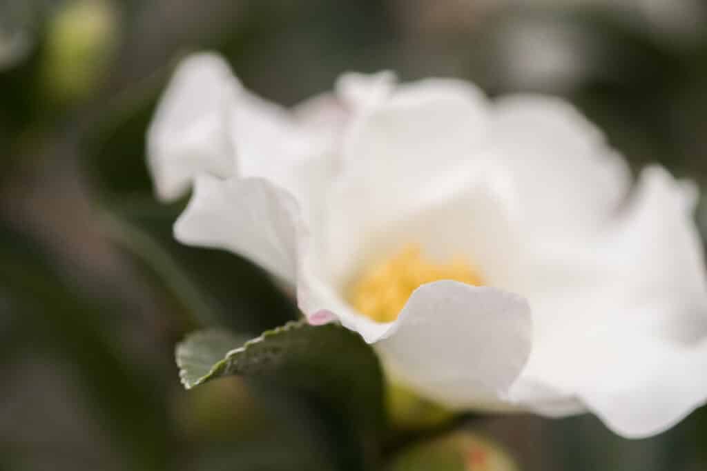 white sasanqua camellia flower