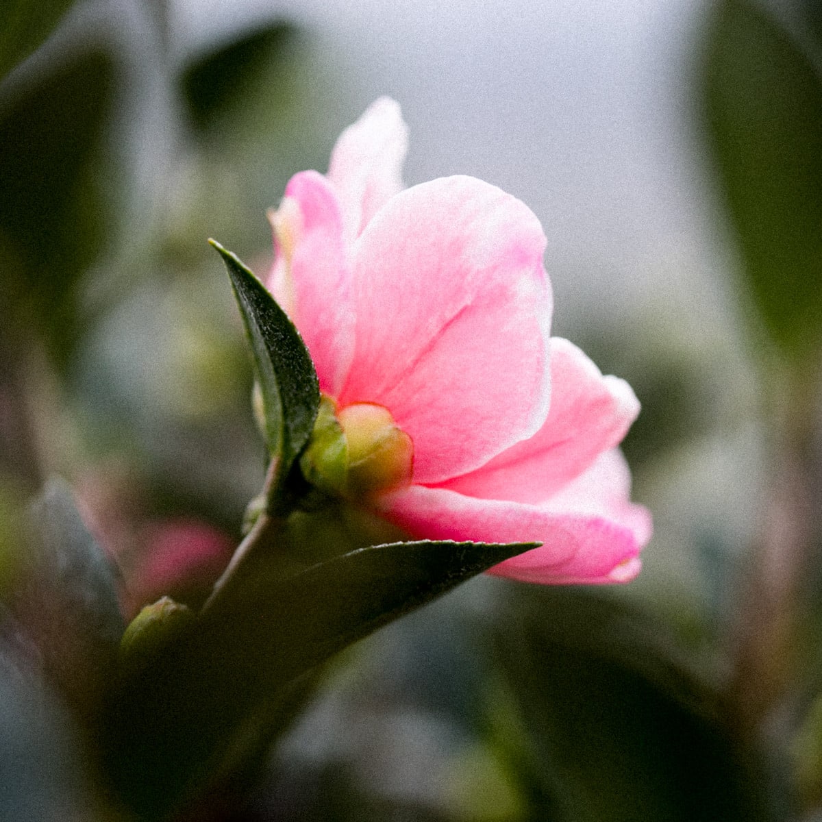 How To Plant A Camellia For Showy Winter Flowers