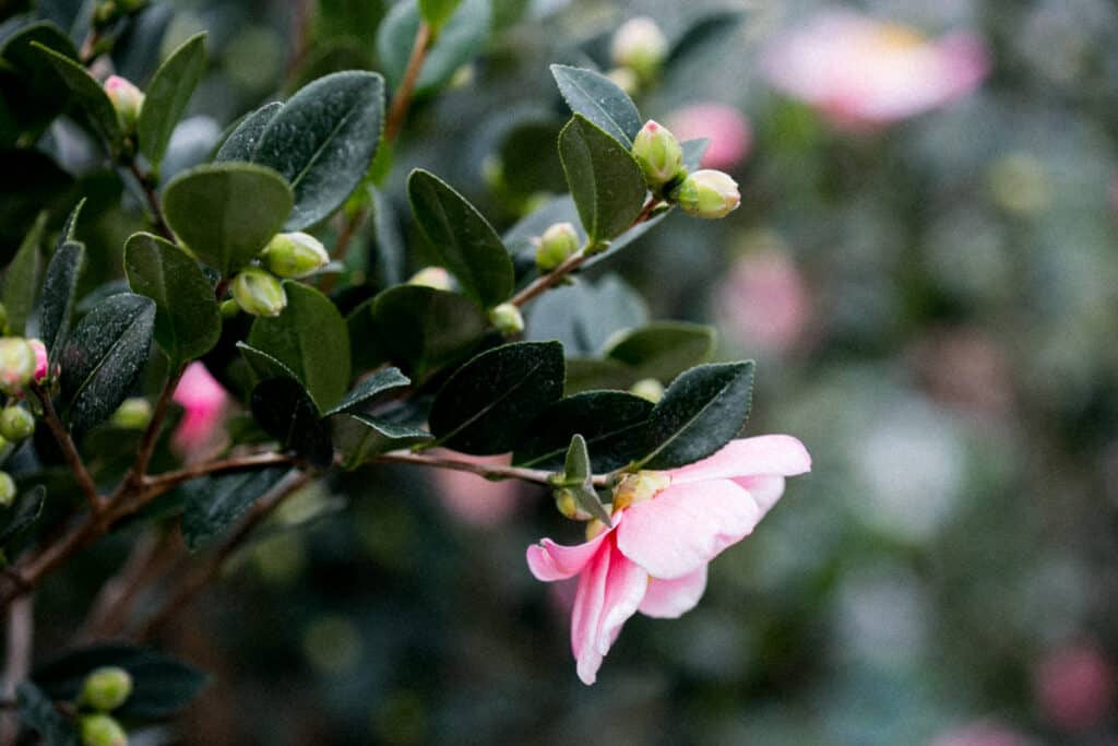 beautiful pink camellia flower with camellia buds about to blossom in background