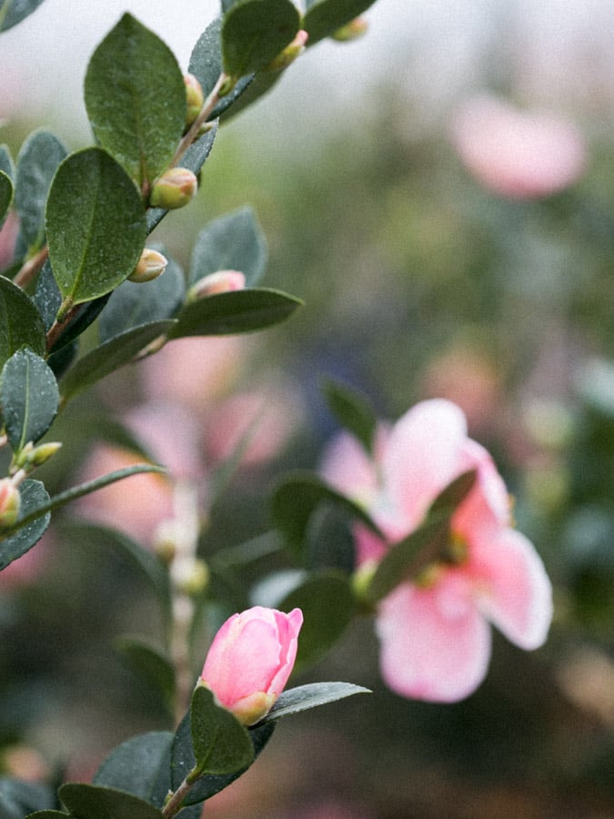 sasanqua camellia flower with green leaves