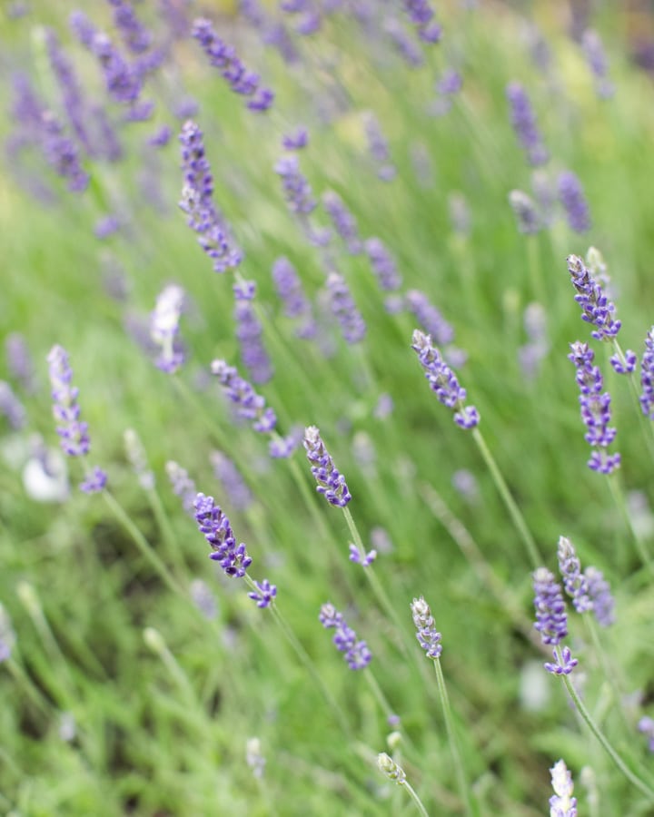 How To Get Lavender To Bloom - Green Garden Cottage