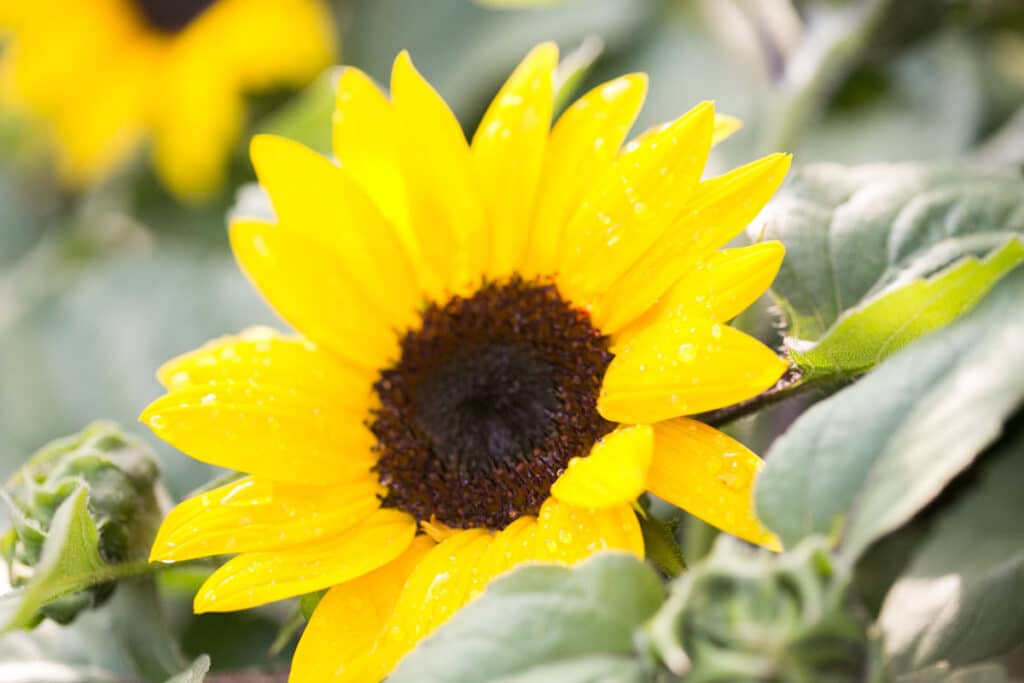 dwarf sunflower with green leaves and rain on petals