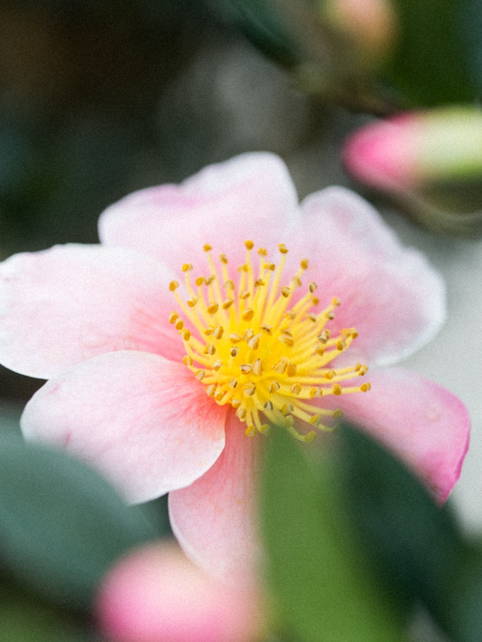 pink sasanqua camellia flower with yellow pollen