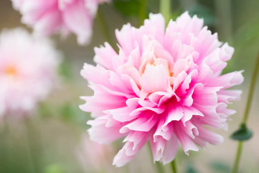 pink dahlia flower with ruffled petals 