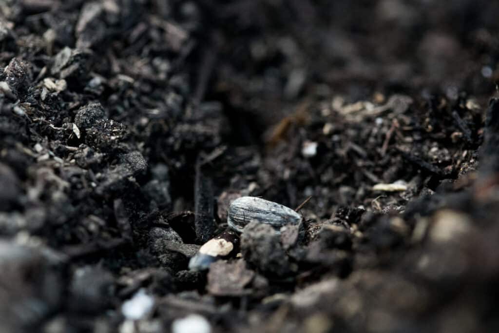 black sunflower seeds planted in dirt 