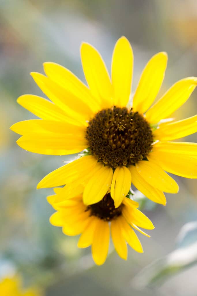 close up photo of yellow wild sunflower  with brown center of flower head