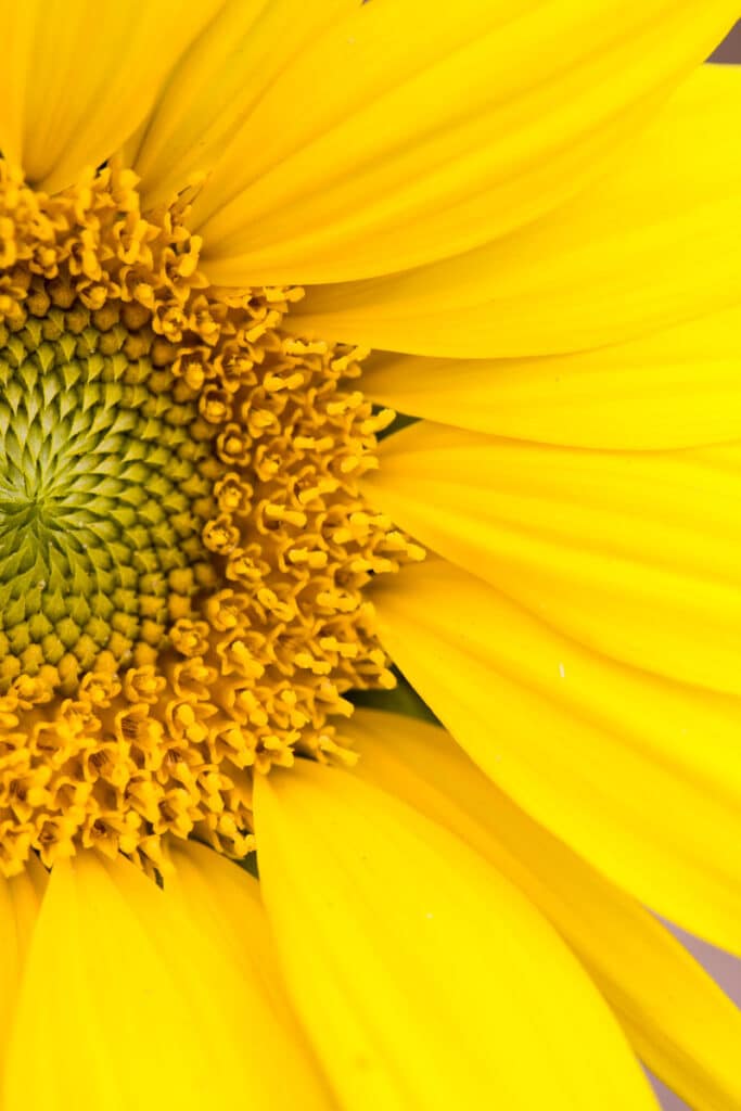 yellow sunflower leaves ray disks and seeds 