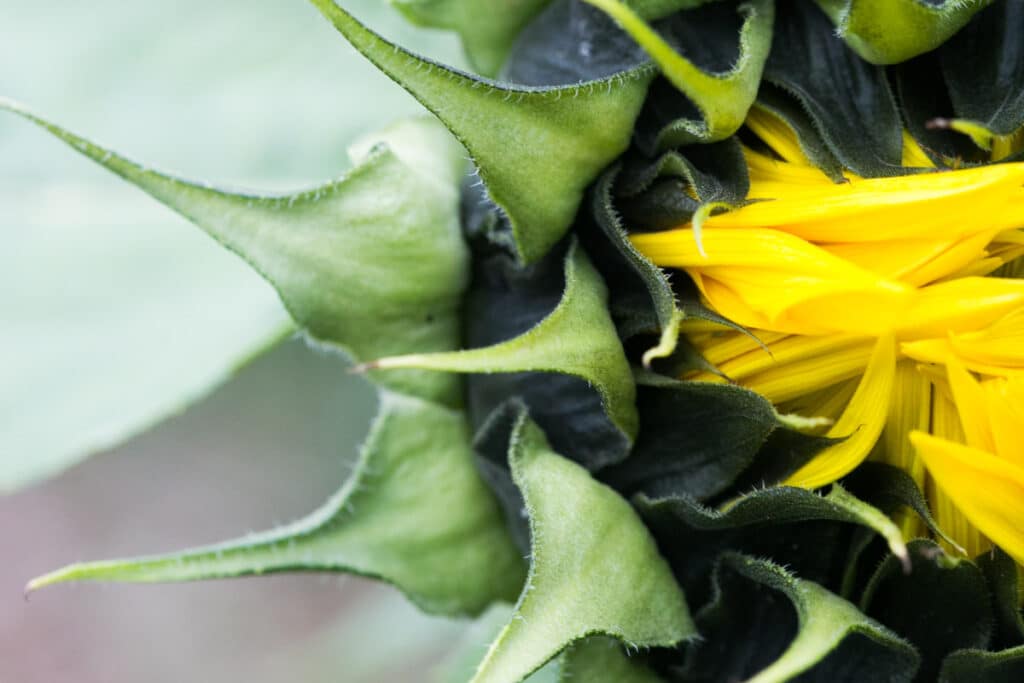 sunflower head partially open