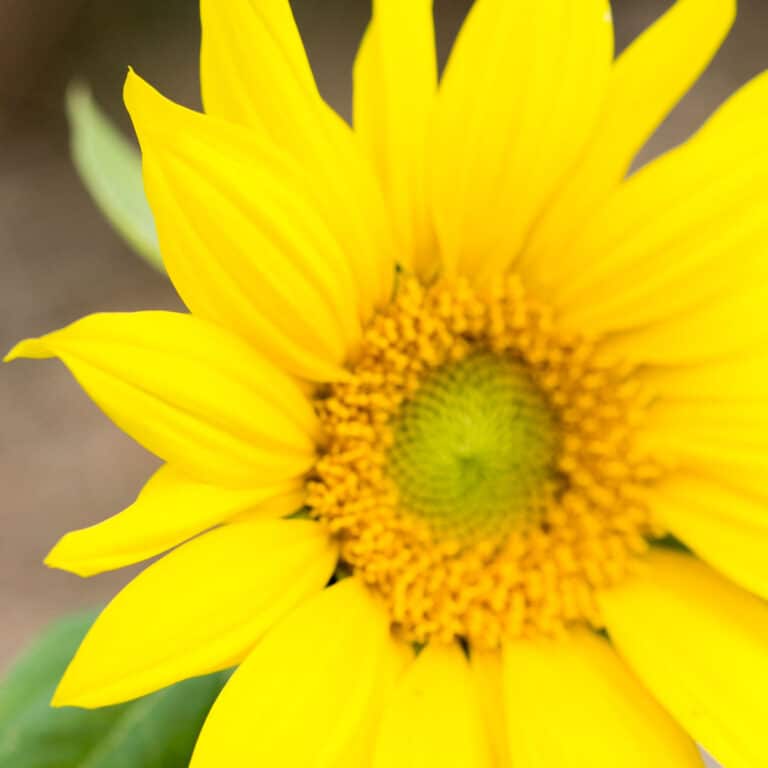 Meaning and Symbolism Of Sunflowers Green Garden Cottage